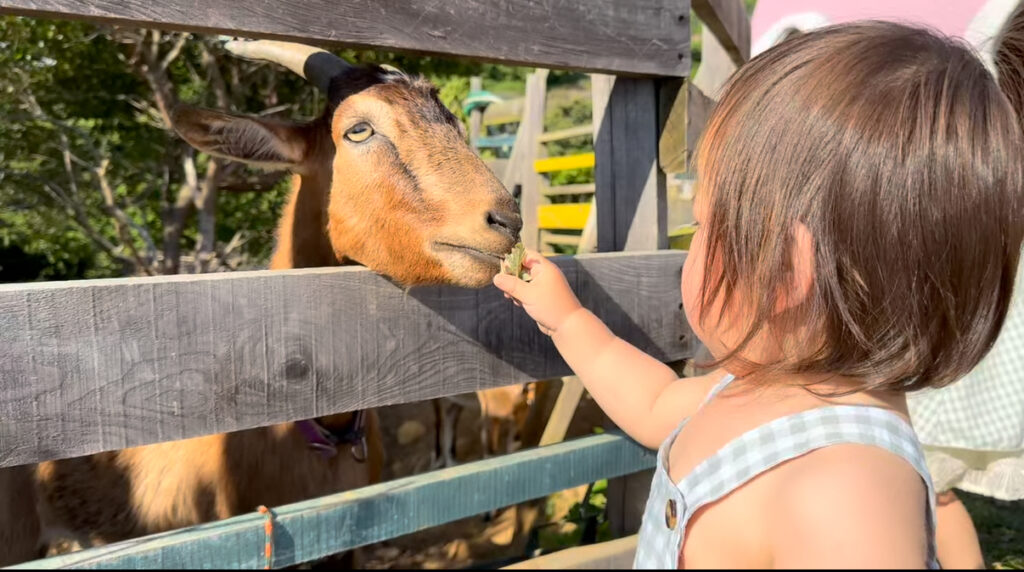 ヤギへの餌やり