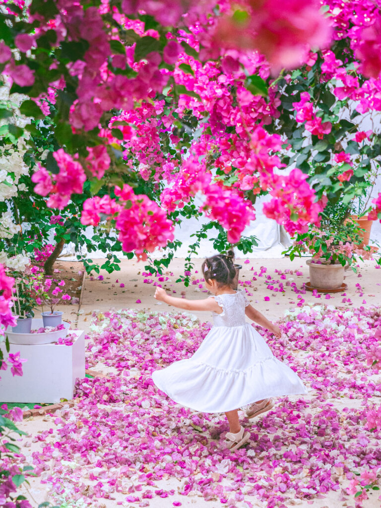 ブーゲンビリア