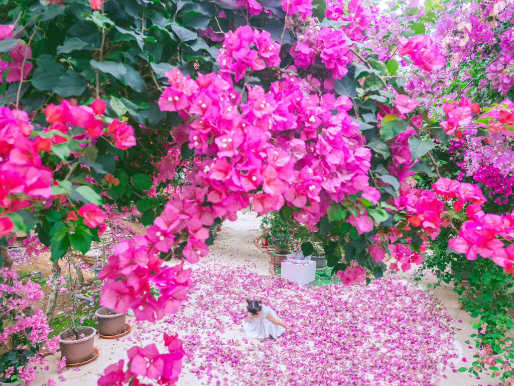 ブーゲンビリア