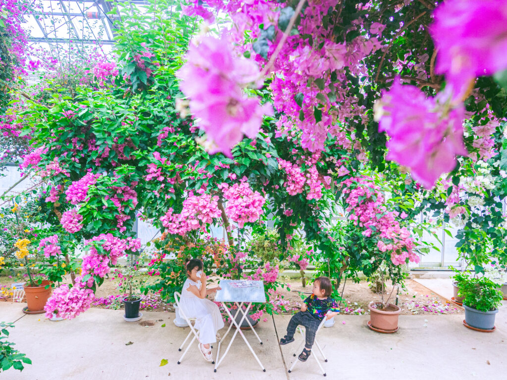 ブーゲンビリア