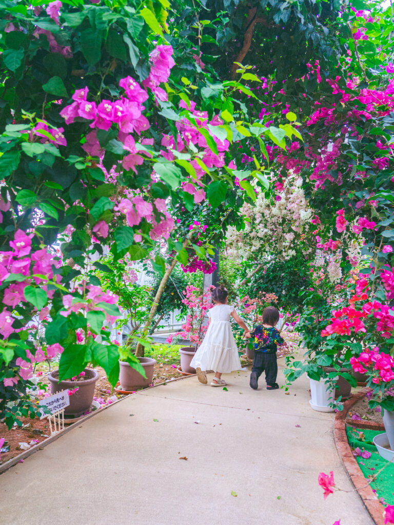 ブーゲンビリア