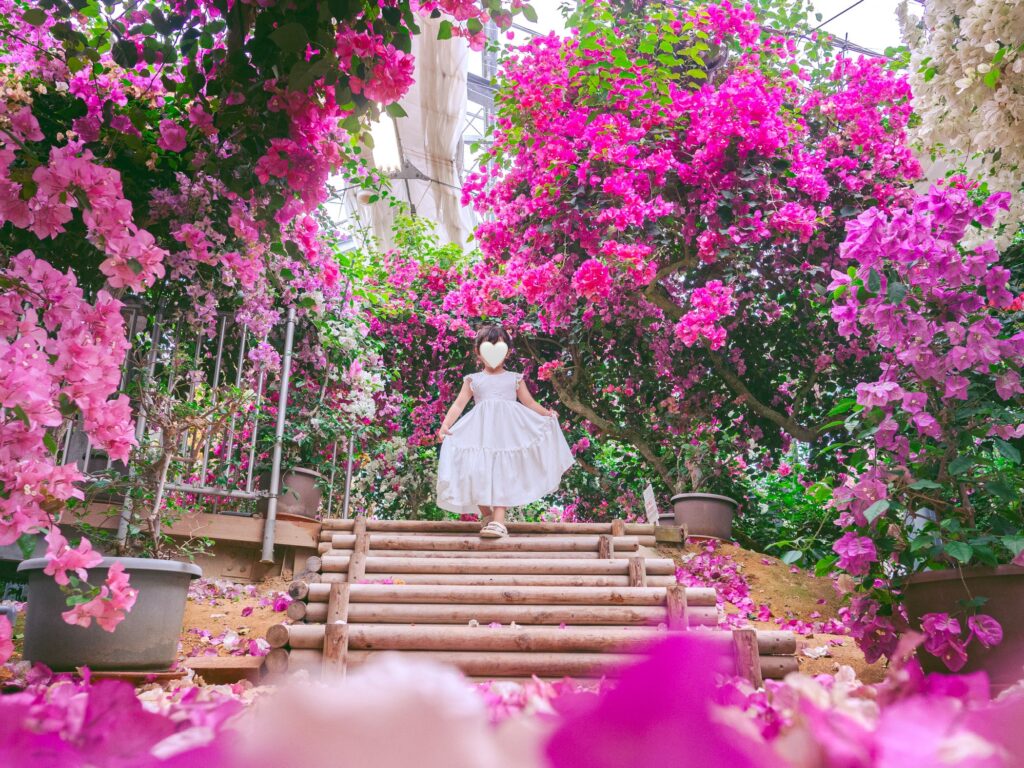 ブーゲンビリア