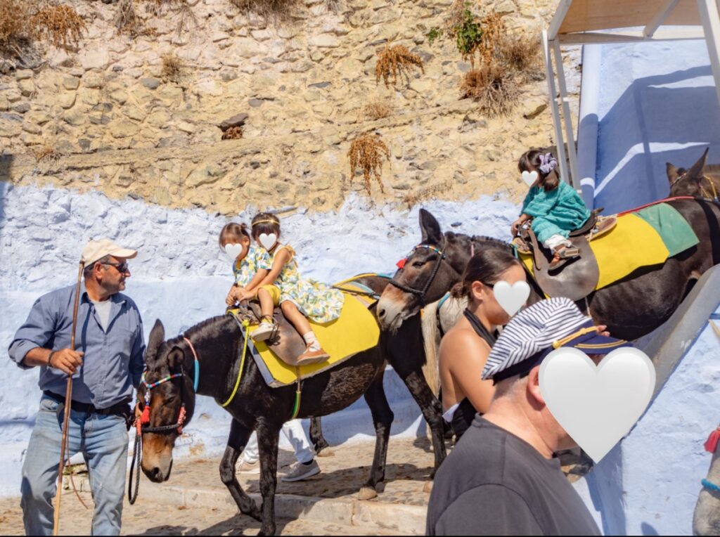 フィラ（Fira）　ドンキー