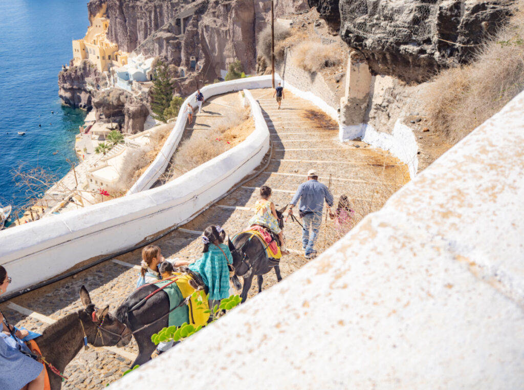 フィラ（Fira）　ドンキー