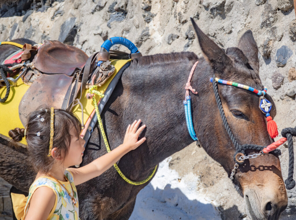 フィラ（Fira）　ドンキー
