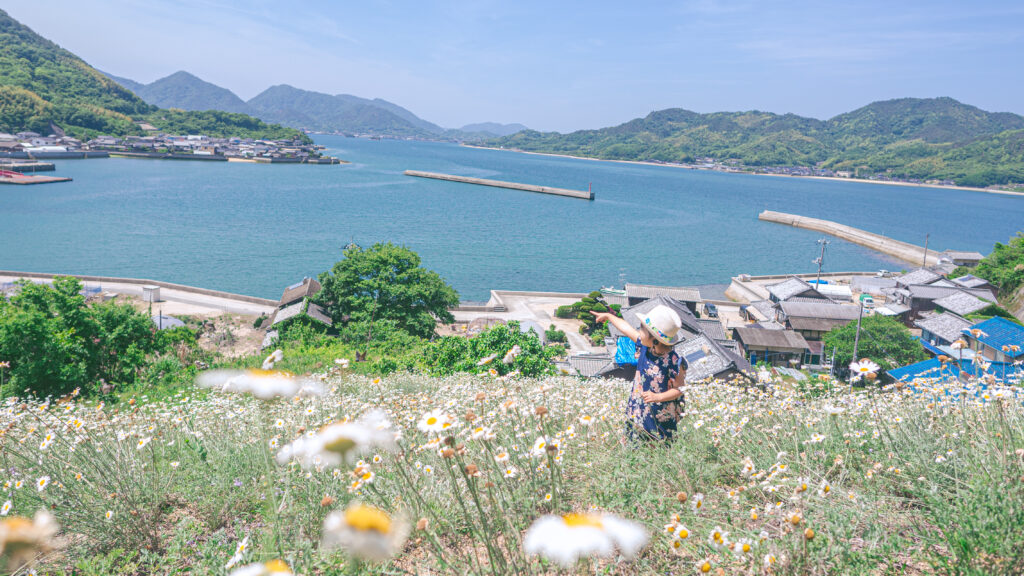 馬神(うまがみ)除虫菊畑